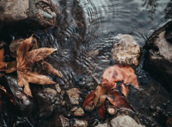 a close up of leaves and rocks in a body of water